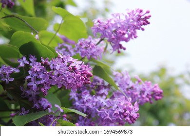 Big lilac branch bloom. Bright blooms of spring lilacs bush. Spring blue lilac flowers close-up on blurred background. Bouquet of purple flowers - Shutterstock ID 1694569873