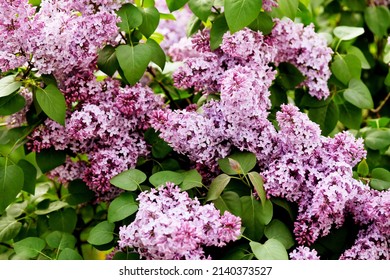 Big lilac branch bloom. Bright blooms of spring lilacs bush. Spring blue lilac flowers close-up on blurred background. Bouquet of purple flowers - Shutterstock ID 2140373527