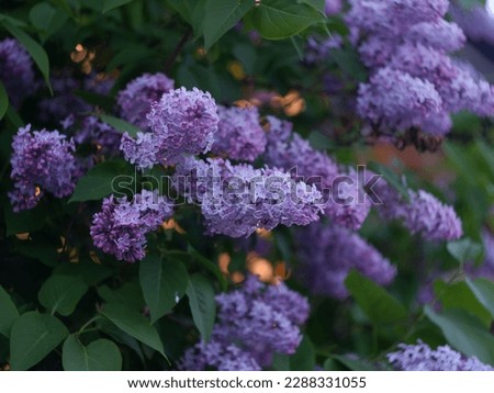 Big lilac branch blooming in tha sunset. Bright blooms of spring lilacs bush. Blue lilac flowers close-up on blurred background. Bouquet of purple flowers