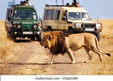 Big lion crossing the road at African savannah