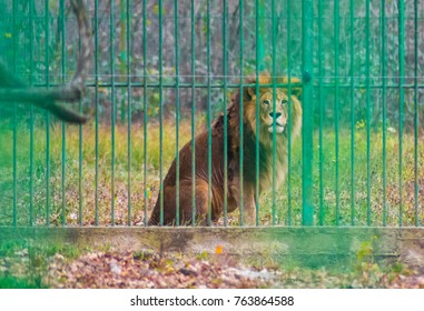 Big Lion Held Captive In A Cage At The Zoo. Concept Of Animal Rights, Sadness, Cruelty, Abuse And Prison. Vulnerable Species. 