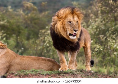 Big Lion King Lipstick Watched As One Of His Lionesses Chased Away Three Cheetahs From His Territory In Masai Mara, Kenya