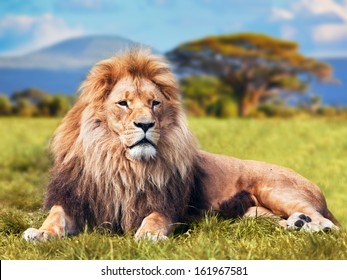 Big lion lying on savannah grass. Landscape with characteristic trees on the plain and hills in the background - Shutterstock ID 161967581