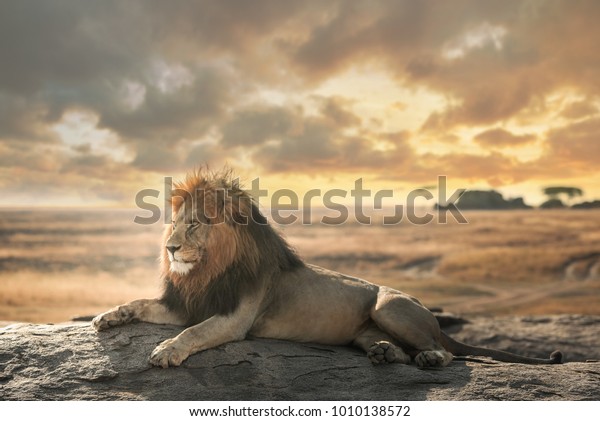 Big Lion On Top View Serengeti Stock Photo 1010138572 | Shutterstock