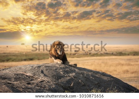 The big lion relaxed on the rock at Serengeti natural park