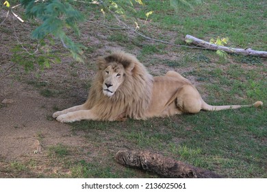 Big Lion Sitting On Grass 