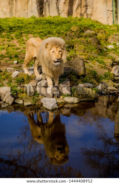 Big Lion Zoo Holland Ouwehands Dierenpark Stock Photo Edit Now