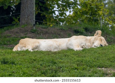 A big lioness sleeping on lush green grass in the forest - Powered by Shutterstock