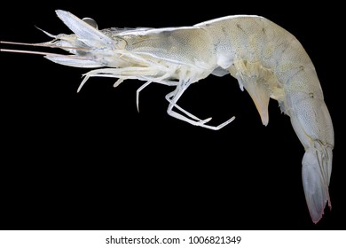 Big Live Alive Raw Fresh Pacific White Shrimp Prawn Isolated On Black Background Close Up Closeup Macro Shot.