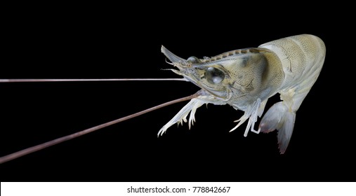 Big Live Alive Raw Fresh Pacific White Shrimp Prawn Isolated On Black Background Close Up Closeup Macro Shot. Focus On Eye.