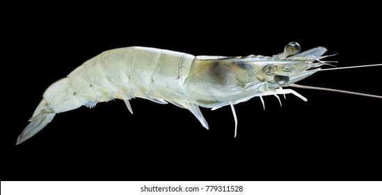 Big Live Alive Raw Fresh Pacific White Shrimp Prawn Isolated On Black Background Close Up Closeup Macro Shot.