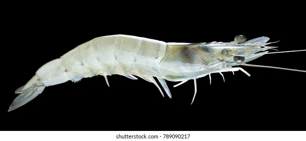 Big Live Alive Raw Fresh Pacific White Shrimp Prawn Isolated On Black Background Close Up Closeup Macro Shot.