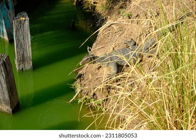 big lizard in bangkok park - Shutterstock ID 2311805053