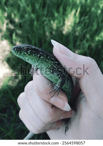 Similar – Foto Bild Eidechse in weiblichen Händen. Schönes Reptil. Exotische tropische Tiere Konzept.