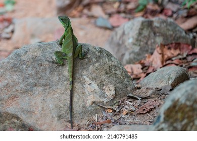 Big lizard lying on the green stone in the nature