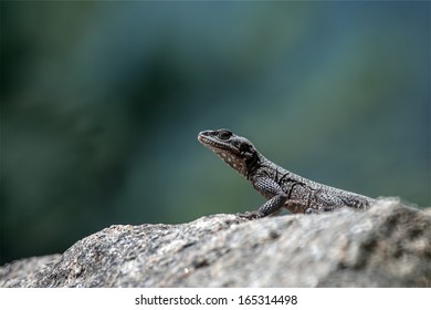 Big Lizard On Stone Closeup