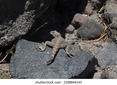 Big Lizard Sits On A Rock