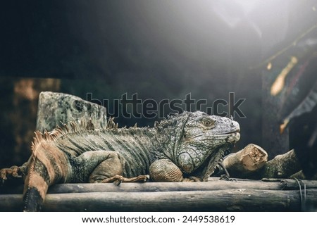 Big lizards, like monitor lizards, evoke a primal sense of awe with their sheer size and rugged appearance. Their muscular bodies ripple with power as they move.