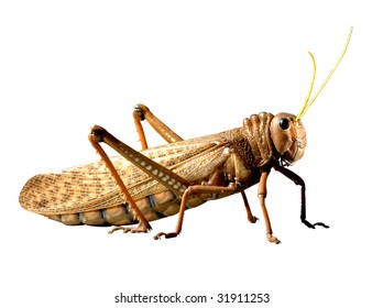 Big locust (10 cm / 4 inches) isolated on white background. 
Insect: Tropidacris collaris, stoll. Spanish: Tucura quebrachera.
Rosario city, Argentina