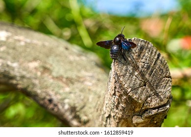 Big lonely bee Xylocopa violacea sitting on tree trunk branches