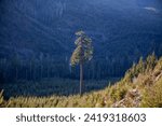 Big Lonely Doug. Lone Douglas Fir tree in the mountains of Vancouver Island