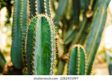 Big long cactus in the pots. Funny cactus for home decoration. Fluffy cactus with long needles. Beautiful interior object. Cactus between stones. Cacti in a flower pot. High quality photo