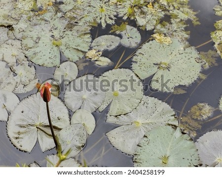 Big lotus leaves and lotus flower with a dragonfly on it had been seen in a pond.