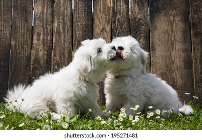 Big love: two baby dogs - Coton de Tulear puppies - kissing.