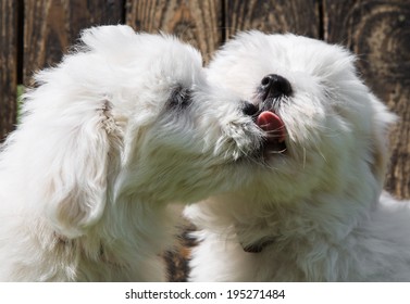 Big love: two baby dogs - Coton de Tulear puppies - kissing.