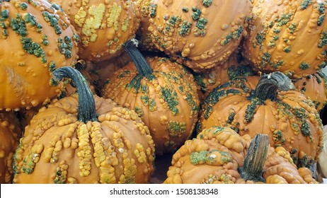 Big Mac Pumpkin's In A Bunch. Good For Halloween And Thanksgiving.