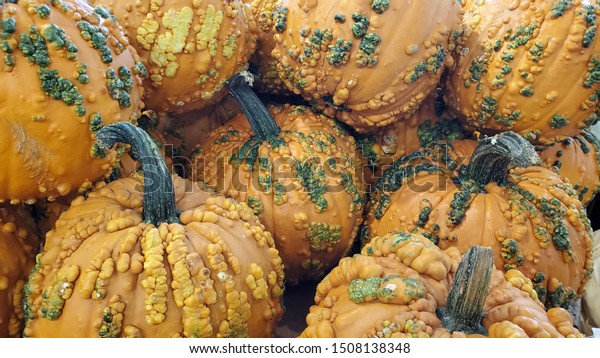 Big Mac pumpkin\'s in a bunch. Good for\
Halloween and Thanksgiving.