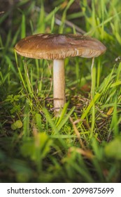A  big magical mushroom in the grass of the green forest