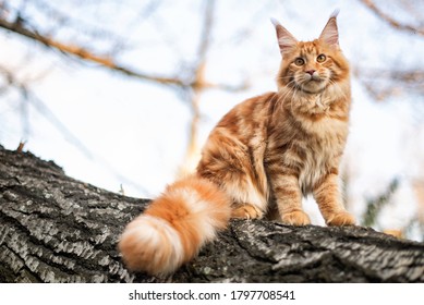 A Big Maine Coon Kitten Sitting On A Tree In A Forest In Summer.