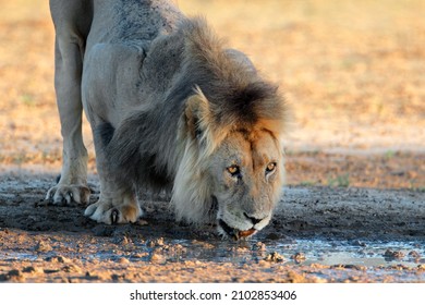 Big Male African Lion (Panthera Leo) Drinking Water, Kalahari Desert, South Africa
