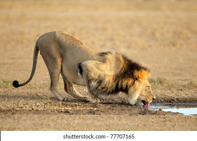 Big Male African Lion (Panthera Leo) Drinking Water, Kalahari, South Africa