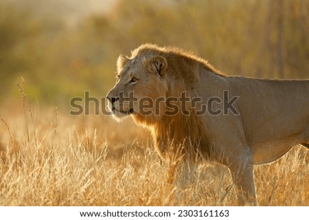 Big male African lion (Panthera leo) at sunrise, Kruger National Park, South Africa
