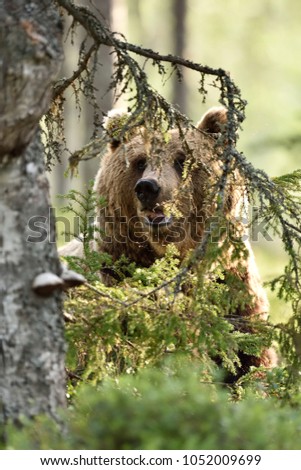 Similar – Brown Bear