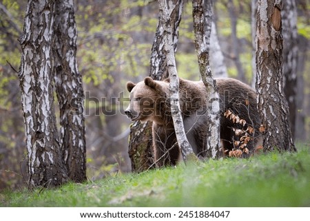 Similar – Brown Bear portrait Safari