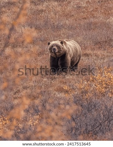 Similar – Image, Stock Photo Alaska | Denali National Park | River course in majestic expanse and first snow on the mountains