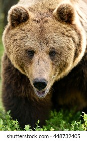 Big Male Brown Bear Portrait Forest Stock Photo 448732405 | Shutterstock