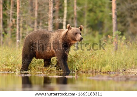 Similar – Brown Bear Adventure