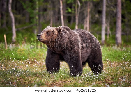 Similar – Brown Bear