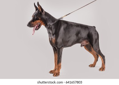 Big Male Dog Standing Pose Doberman