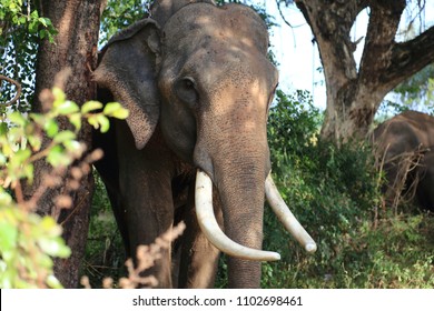 Big Male Elephant Long Tusk Elephant Stock Photo 1102698461 | Shutterstock