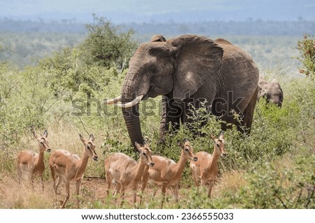 big male elephant walks through a group of wild impalas in the bush of kruger national park of south africa