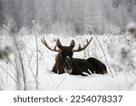Big male elk with huge antlers is lying in the snow and having rest on the snowed edge of the forest in Elk Island National Park