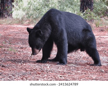 Big Male Florida Black Bear Making a Stance                               