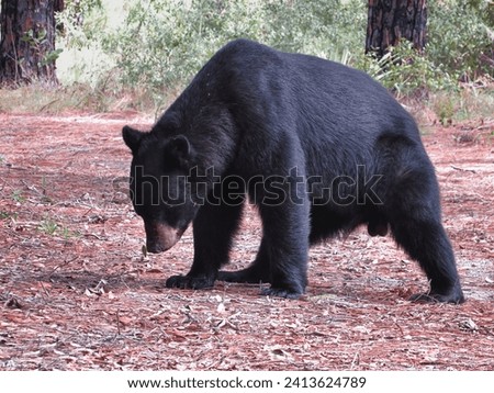 Big Male Florida Black Bear Making a Stance                               
