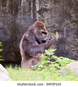 Big Male Gorilla. Atlanta Zoo, Georgia, USA