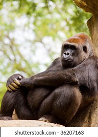 Big Male Gorilla. Atlanta Zoo, Georgia, USA